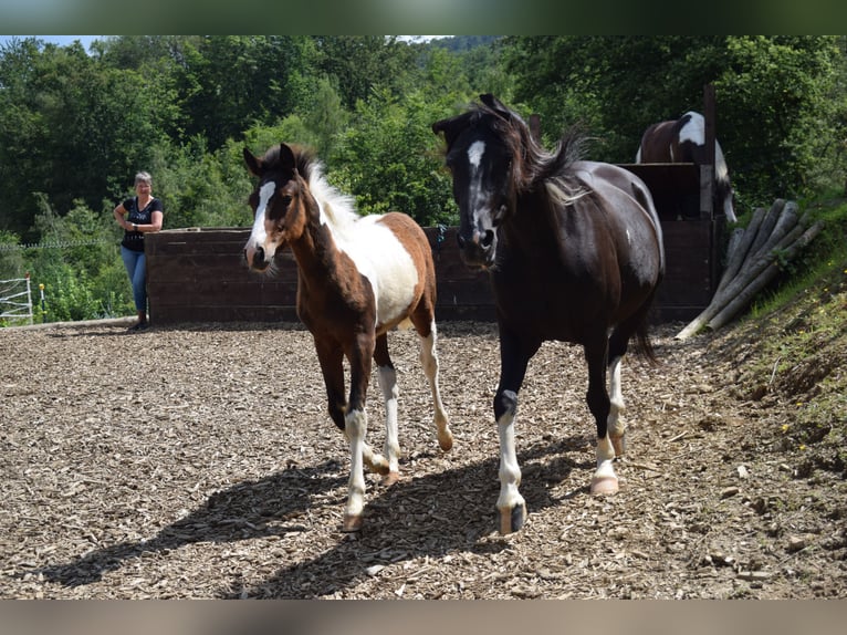 Lewitzer Hingst Föl (03/2024) 150 cm Pinto in Engelskirchen