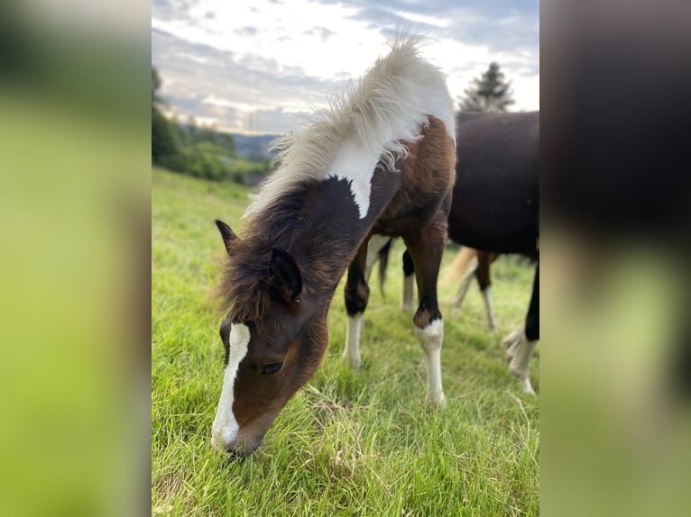 Lewitzer Hingst Föl (03/2024) 150 cm Pinto in Engelskirchen