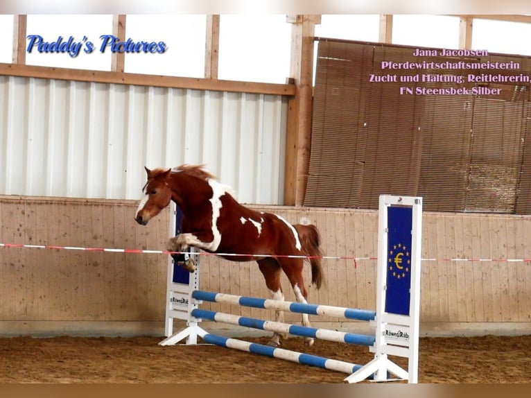 Lewitzer Hongre 10 Ans 145 cm Pinto in Lockstedt