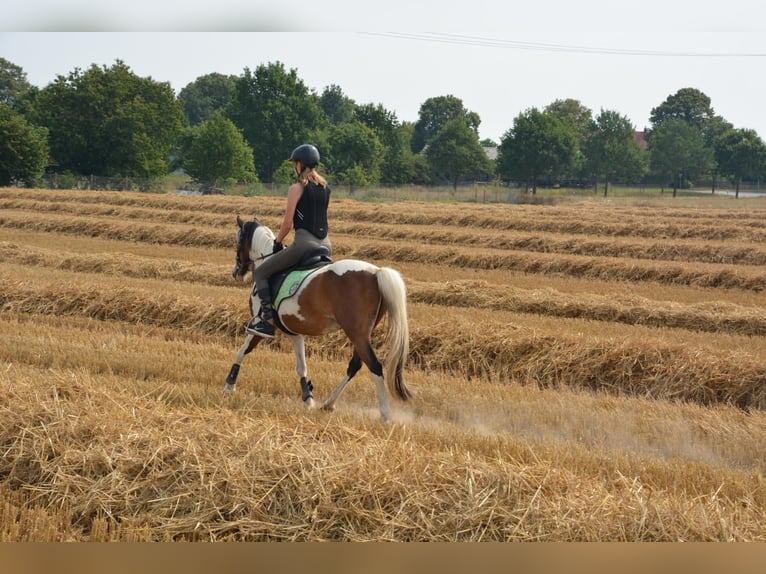 Lewitzer Croisé Hongre 12 Ans 140 cm Pinto in Tarnow