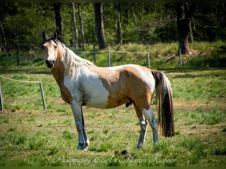 Lewitzer Hongre 12 Ans 155 cm Buckskin in Senftenberg