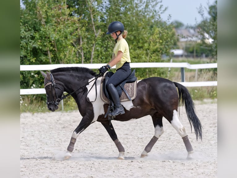 Lewitzer Croisé Hongre 13 Ans 136 cm Pinto in Neuwied