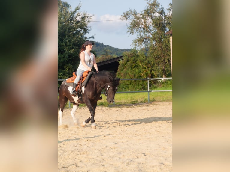 Lewitzer Croisé Hongre 13 Ans 136 cm Pinto in Neuwied
