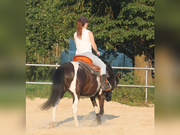 Lewitzer Croisé Hongre 13 Ans 136 cm Pinto in Neuwied