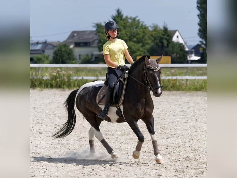 Lewitzer Croisé Hongre 13 Ans 136 cm Pinto in Neuwied