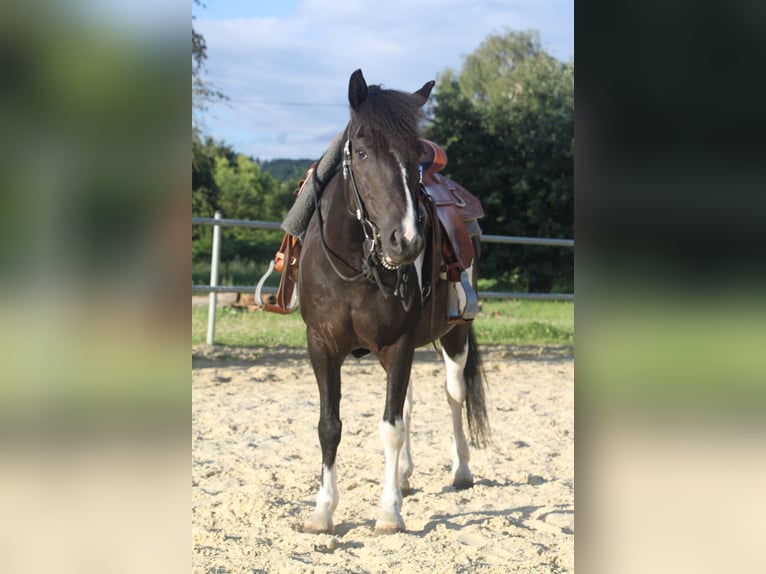 Lewitzer Croisé Hongre 13 Ans 136 cm Pinto in Neuwied