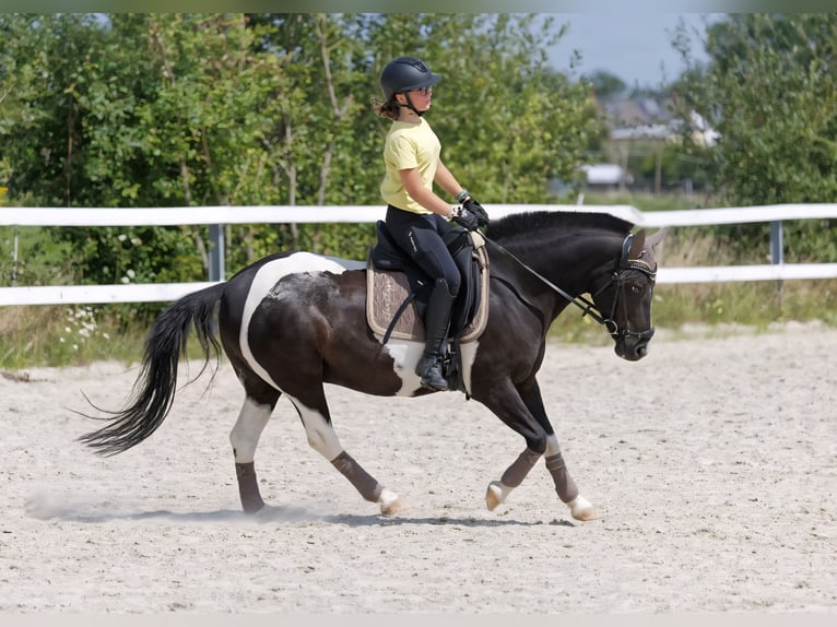 Lewitzer Croisé Hongre 13 Ans 136 cm Pinto in Neuwied