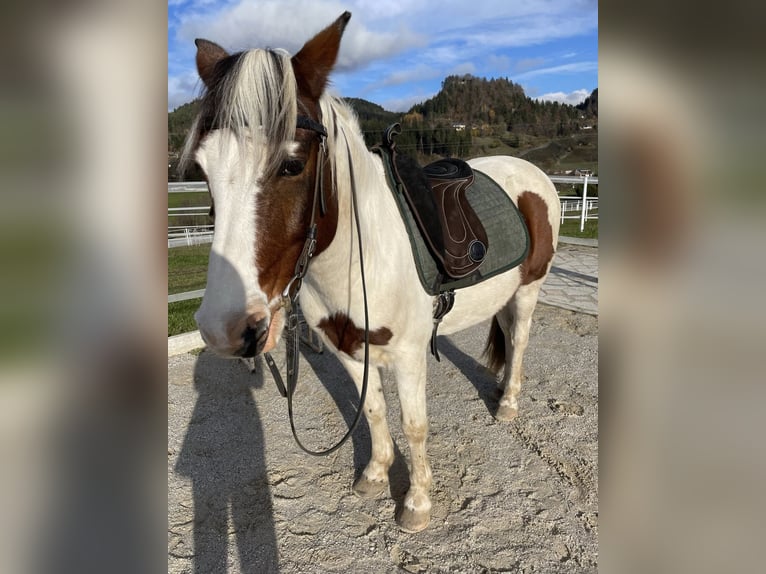 Lewitzer Hongre 13 Ans 137 cm Pinto in Rosenbach