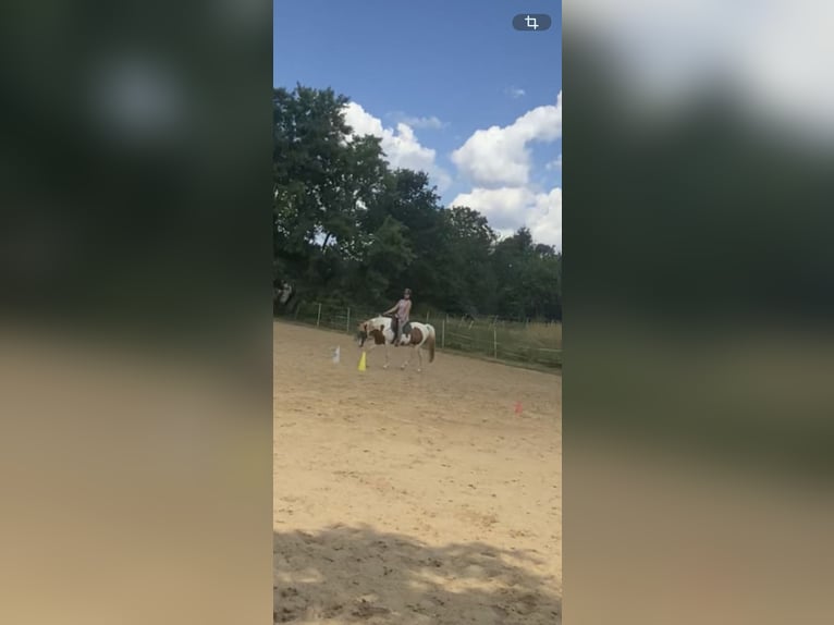 Lewitzer Croisé Hongre 13 Ans 140 cm Pinto in Mücke