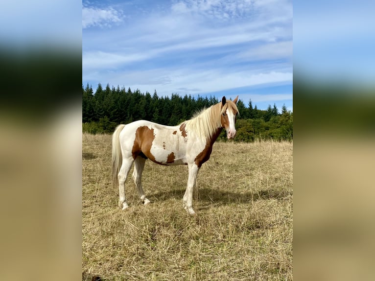 Lewitzer Croisé Hongre 13 Ans 140 cm Pinto in Mücke