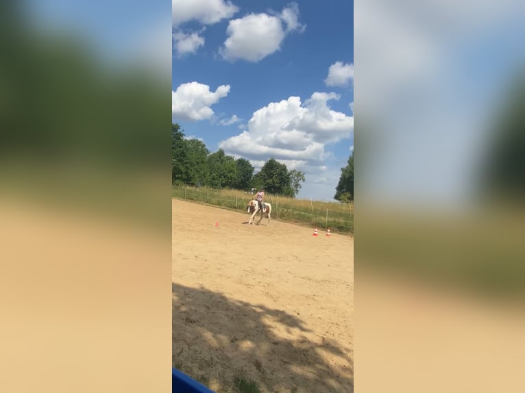 Lewitzer Croisé Hongre 13 Ans 140 cm Pinto in Mücke