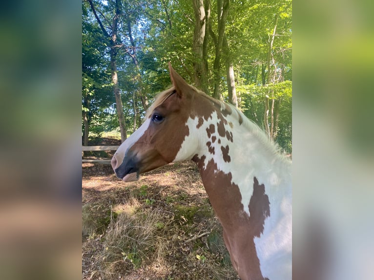 Lewitzer Croisé Hongre 13 Ans 140 cm Pinto in Mücke