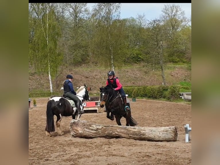 Lewitzer Hongre 13 Ans 143 cm Bai in Lütjenburg