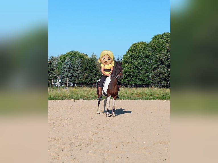 Lewitzer Hongre 15 Ans 129 cm Pinto in Rostock