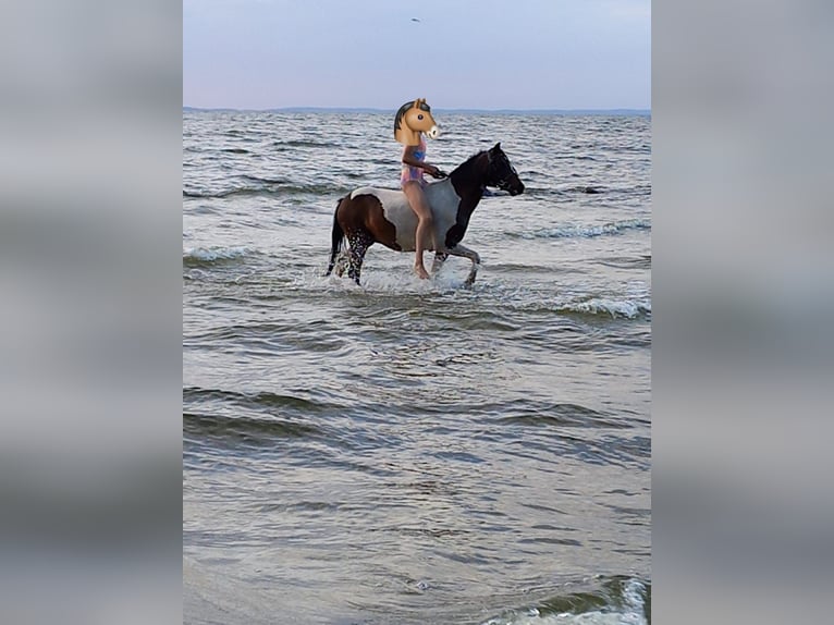 Lewitzer Hongre 15 Ans 129 cm Pinto in Rostock