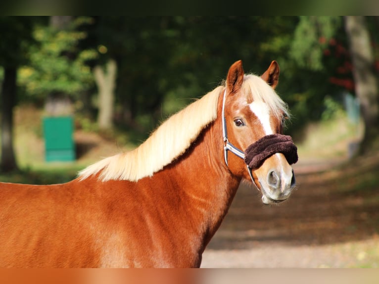 Lewitzer Hongre 15 Ans 144 cm Alezan in Darmstadt