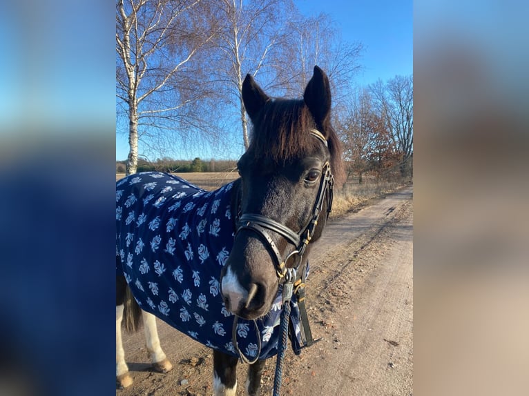 Lewitzer Hongre 15 Ans 148 cm Pinto in Burg