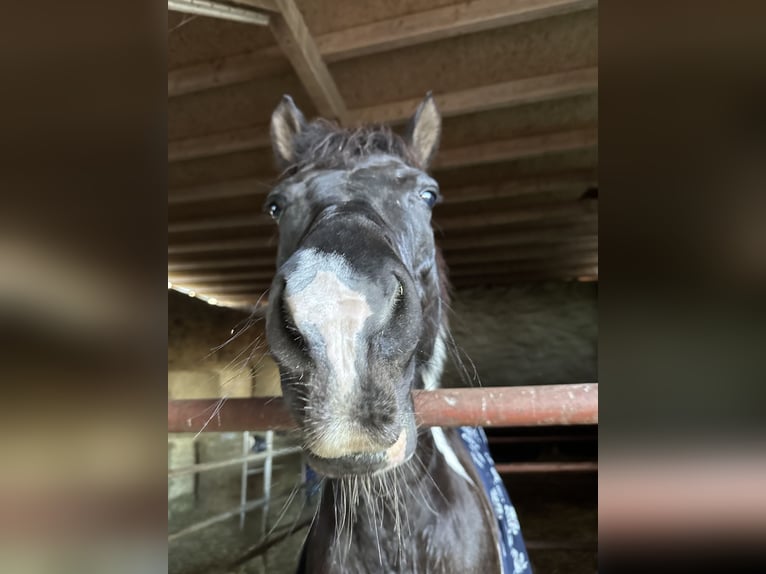 Lewitzer Hongre 15 Ans 148 cm Pinto in Burg