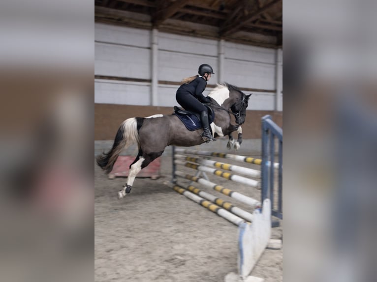 Lewitzer Hongre 15 Ans 148 cm Pinto in Burg