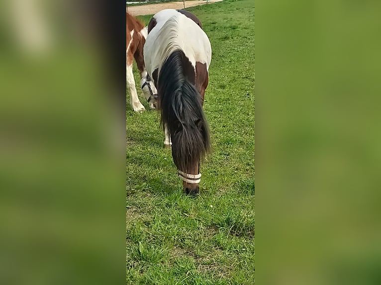 Lewitzer Hongre 16 Ans 128 cm Pinto in Rostock- Schmarl