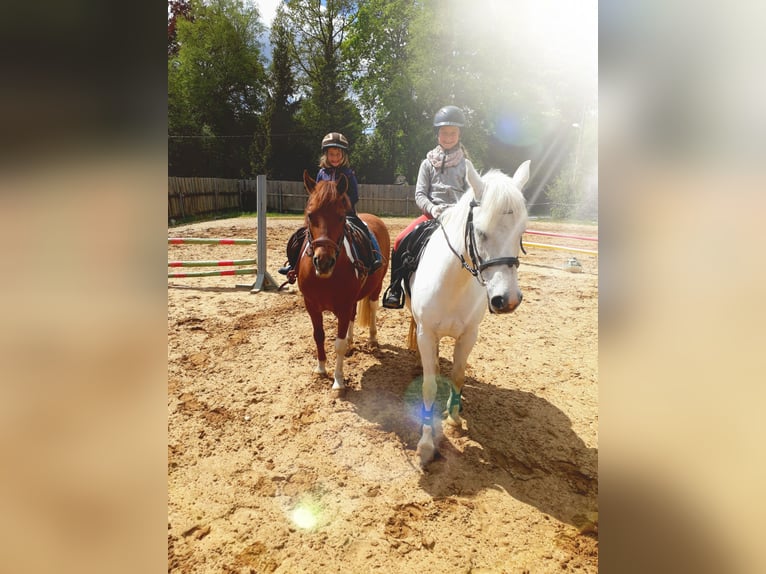 Lewitzer Croisé Hongre 17 Ans 137 cm Pinto in Oelsnitz