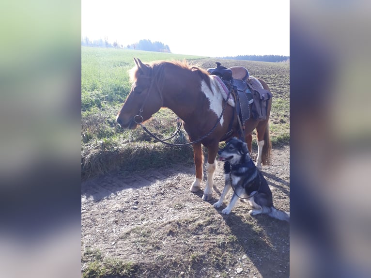 Lewitzer Croisé Hongre 17 Ans 137 cm Pinto in Oelsnitz