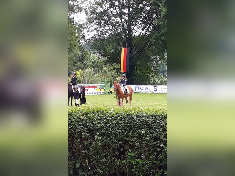 Lewitzer Croisé Hongre 17 Ans 137 cm Pinto in Oelsnitz
