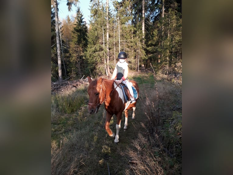Lewitzer Croisé Hongre 17 Ans 137 cm Pinto in Oelsnitz