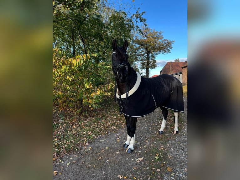 Lewitzer Croisé Hongre 18 Ans 158 cm Noir in Ludwigslust