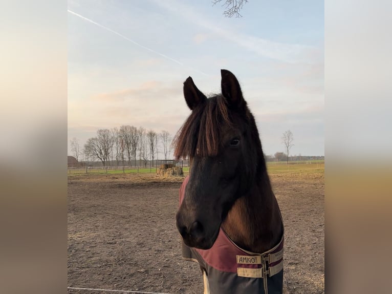 Lewitzer Croisé Hongre 18 Ans 158 cm Noir in Ludwigslust