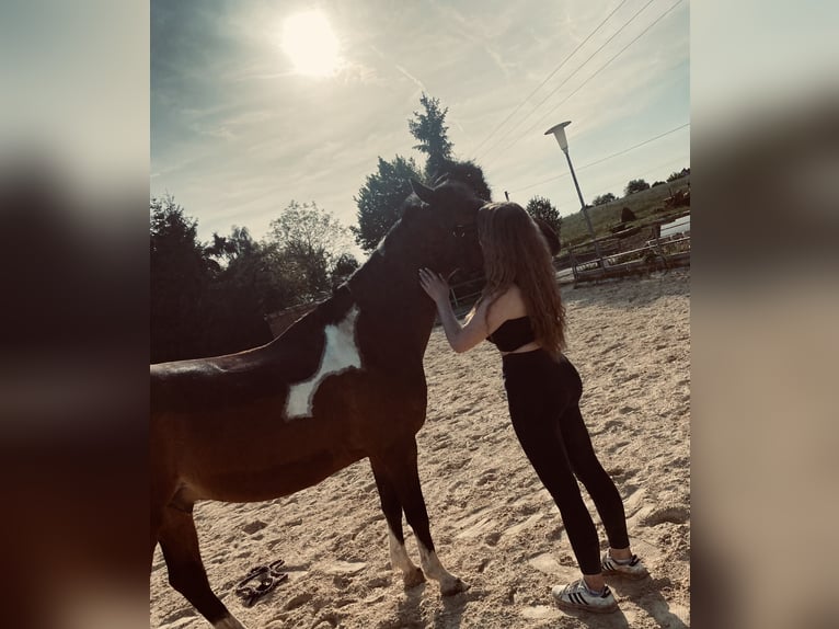 Lewitzer Hongre 19 Ans 145 cm Pinto in Regenstauf