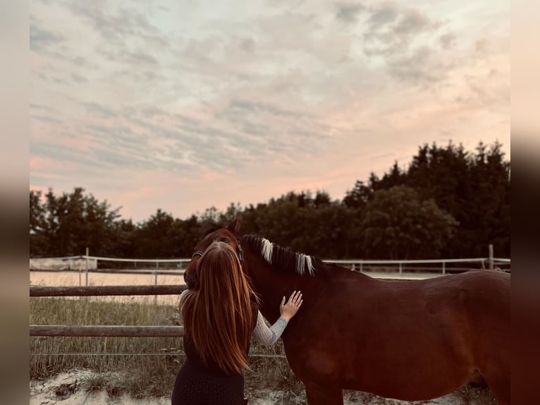 Lewitzer Hongre 19 Ans 145 cm Pinto in Regenstauf
