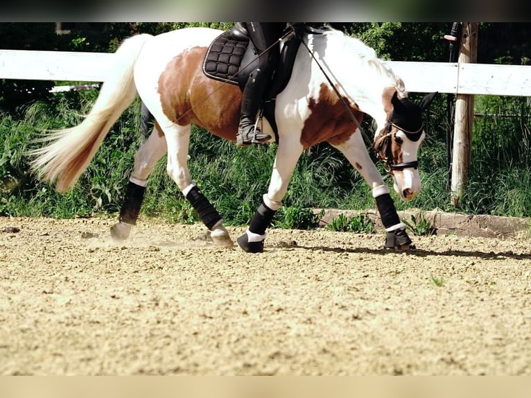 Lewitzer Hongre 20 Ans 143 cm Tobiano-toutes couleurs in Werl