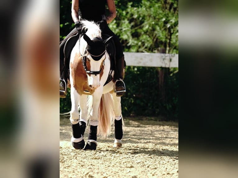 Lewitzer Hongre 20 Ans 143 cm Tobiano-toutes couleurs in Werl