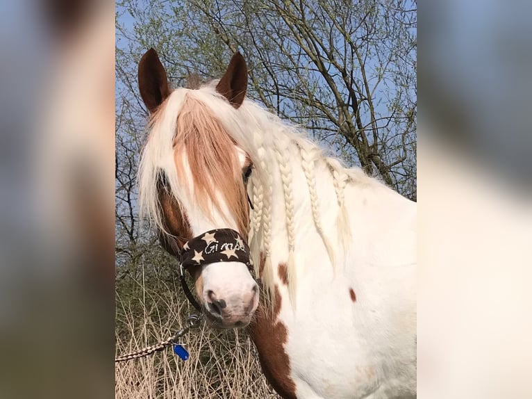 Lewitzer Hongre 20 Ans 143 cm Tobiano-toutes couleurs in Werl