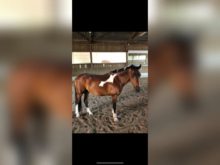 Lewitzer Hongre 20 Ans 145 cm Pinto in Regenstauf