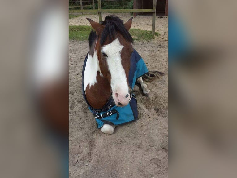 Lewitzer Croisé Hongre 20 Ans 150 cm Pinto in Gnarrenburg