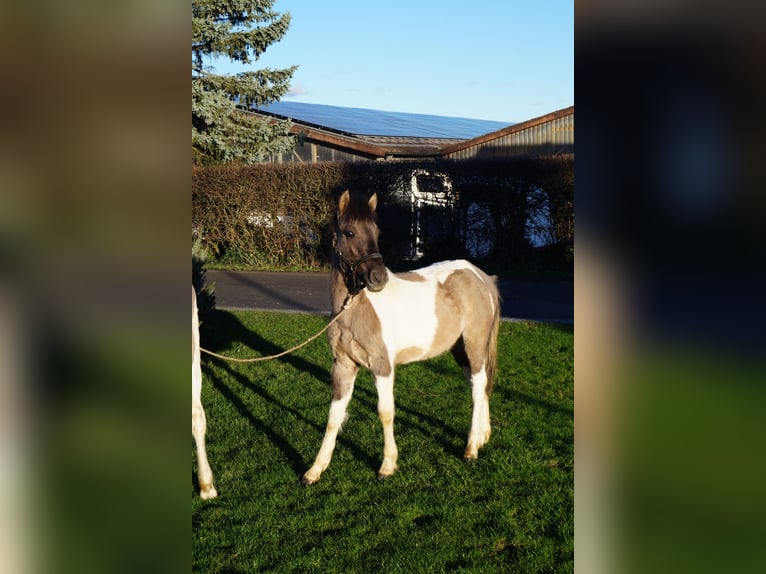 Lewitzer Croisé Hongre 2 Ans 125 cm Pinto in Soest