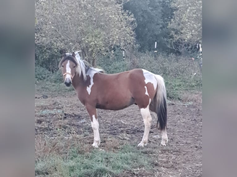 Lewitzer Hongre 2 Ans 142 cm Pinto in Uckerland