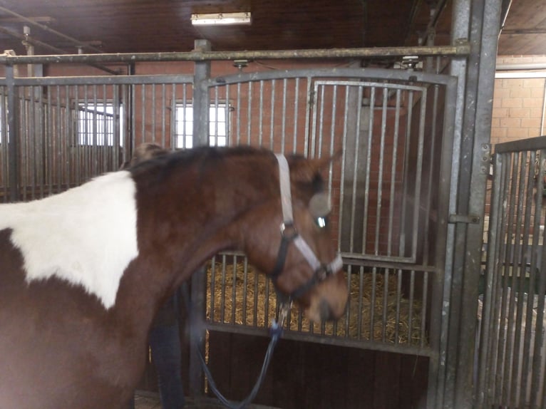 Lewitzer Hongre 2 Ans 143 cm Pinto in Kirchheim