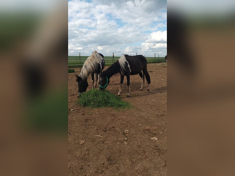 Lewitzer Hongre 2 Ans Pinto in Langenaltheim