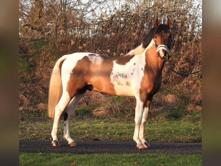 Lewitzer Hongre 3 Ans 138 cm Pinto in Verl