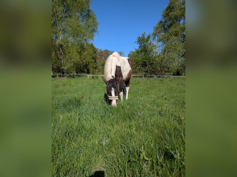 Lewitzer Croisé Hongre 3 Ans 140 cm Pinto in Jesteburg