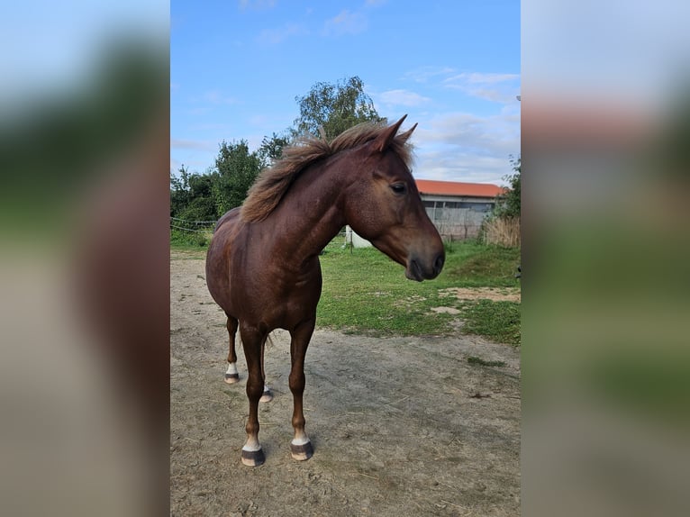 Lewitzer Hongre 3 Ans 142 cm Alezan brûlé in Schretstaken