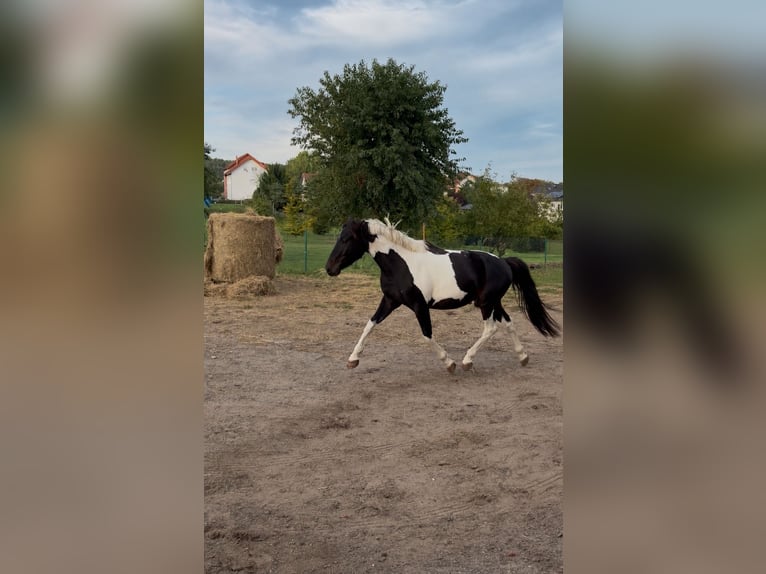 Lewitzer Hongre 3 Ans 143 cm Pinto in Bansin