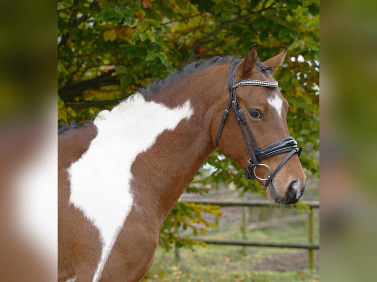 Lewitzer Hongre 3 Ans 146 cm Pinto in Jesteburg