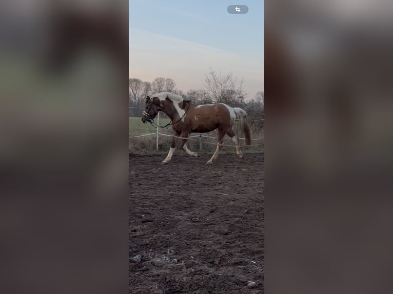 Lewitzer Hongre 3 Ans 148 cm Pinto in Rotenburg an der Fulda