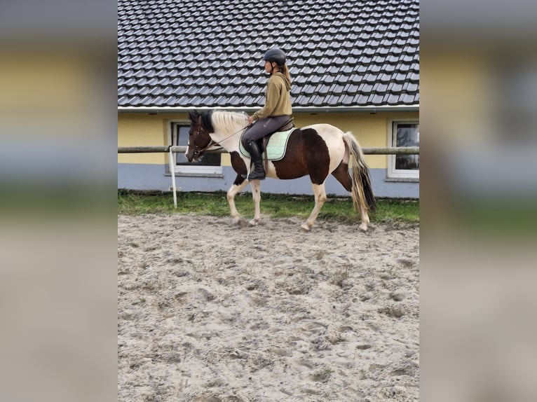 Lewitzer Hongre 4 Ans 140 cm Pinto in Kamenz