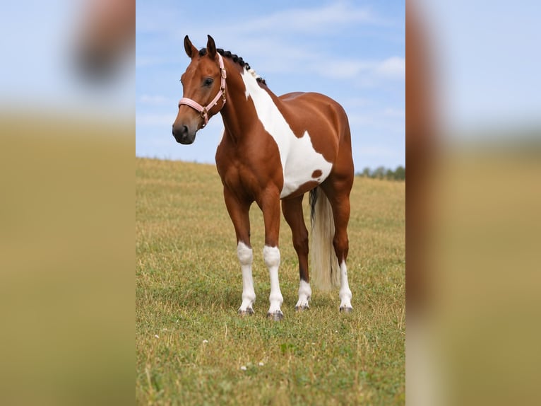 Lewitzer Croisé Hongre 4 Ans 148 cm Pinto in Nettersheim