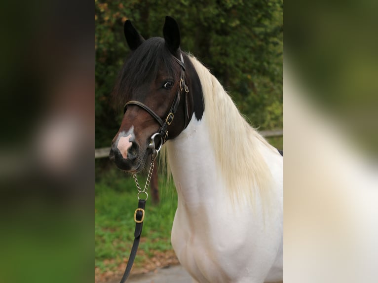Lewitzer Hongre 4 Ans 148 cm Pinto in Weilerswist